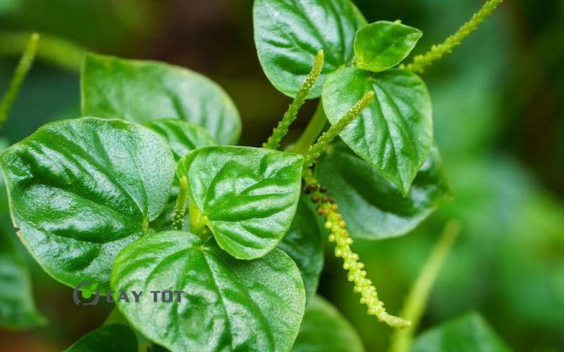 Hạt Giống Rau Càng Cua Tím