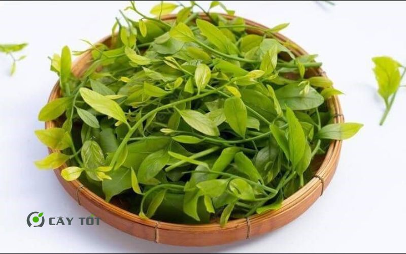 Hạt Giống Rau Sắng