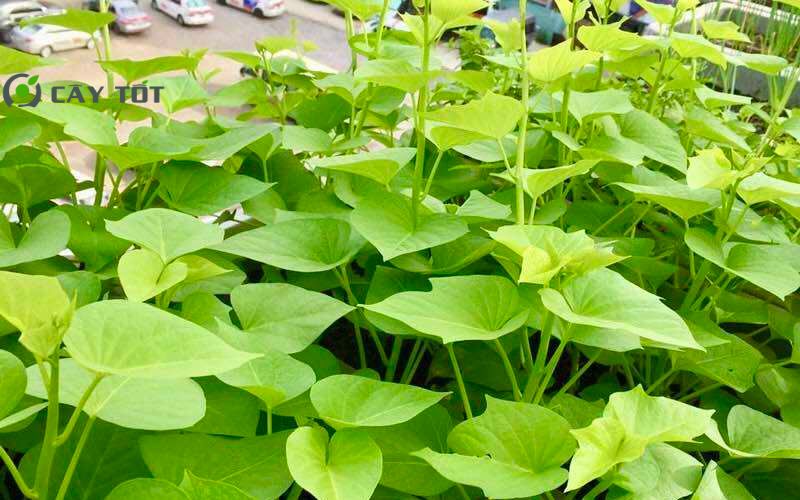 Hạt Giống Rau Lang