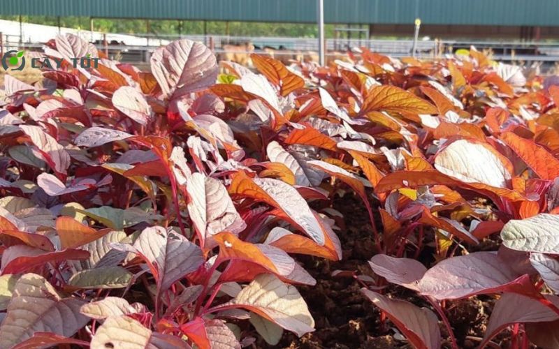 Hạt Giống Rau Dền Tím