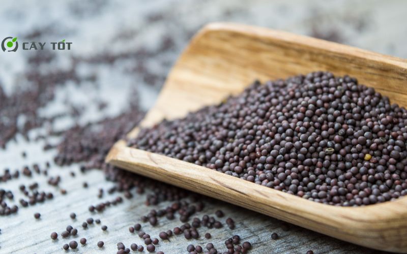 Hạt Giống Rau Cần Nước Đỏ