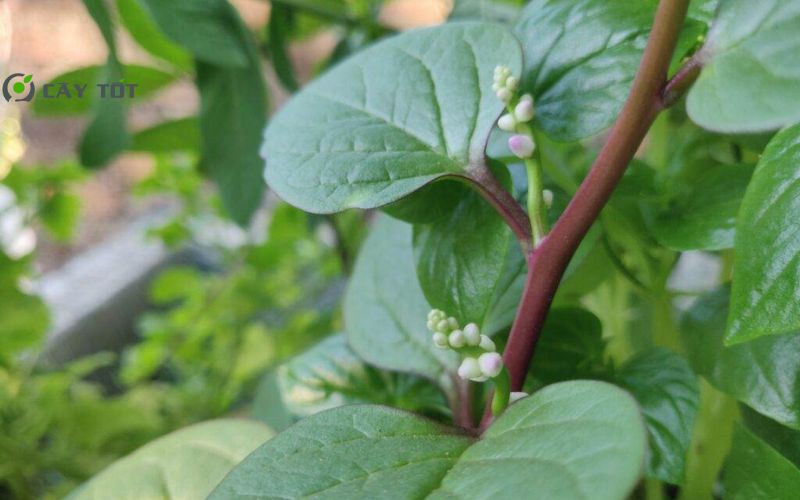 Hạt Giống Mồng Tơi Thân Đỏ