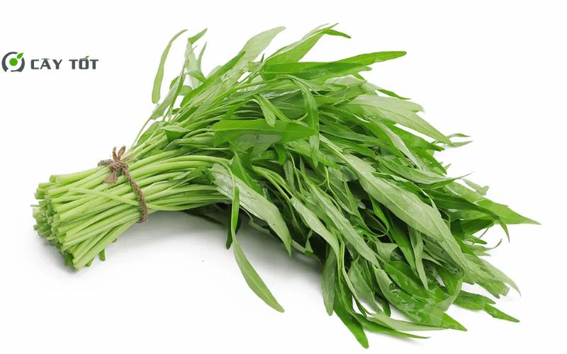 Hạt Giống Rau Muống Thân To