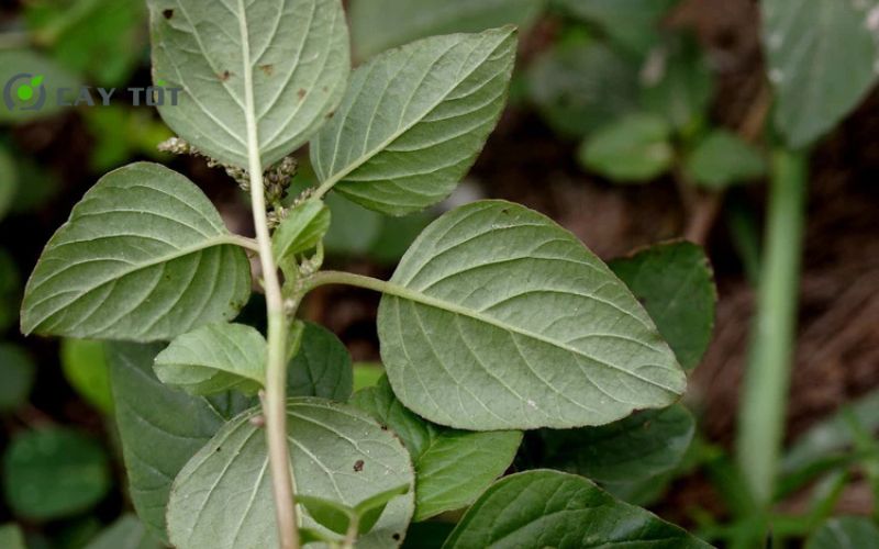 Hạt Giống Rau Dền Xanh Cao Sản