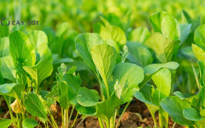 Hạt Giống Cải Bẹ Xanh Baby