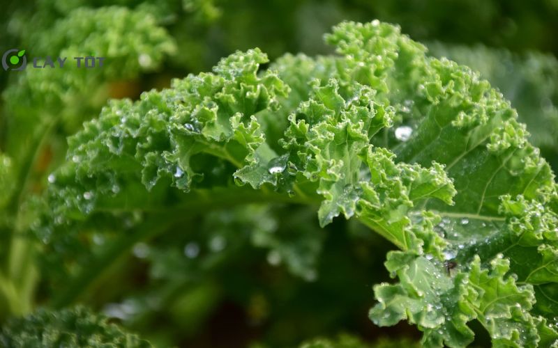 Hạt Giống Cải Xoăn Hàn Quốc