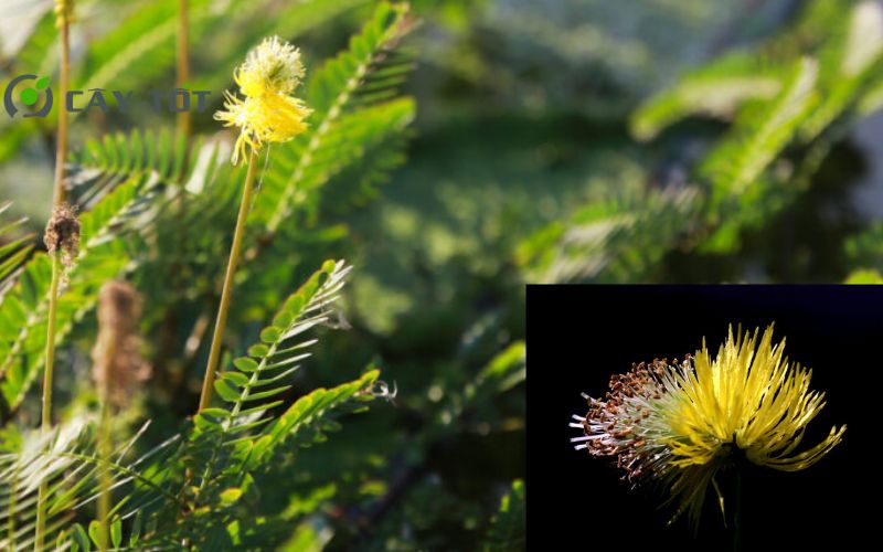 Hạt Giống Rau Nhút