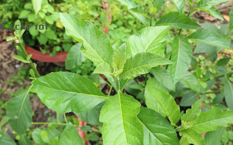 Hạt Giống Rau Lủi