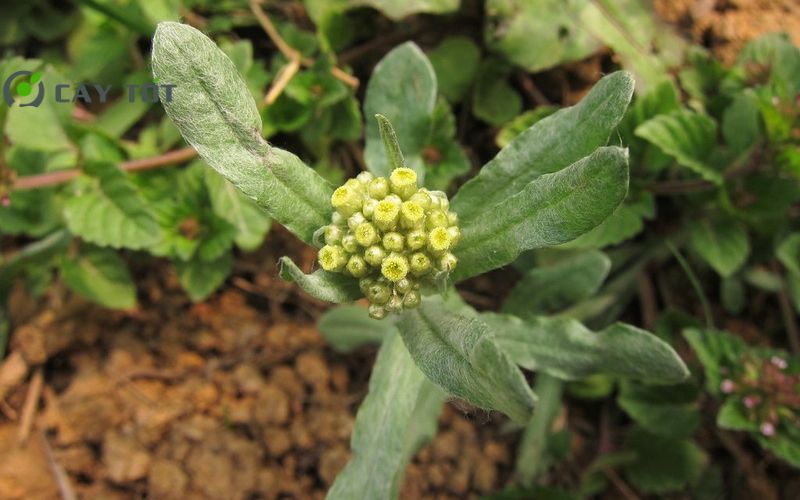 Hạt Giống Rau Khúc