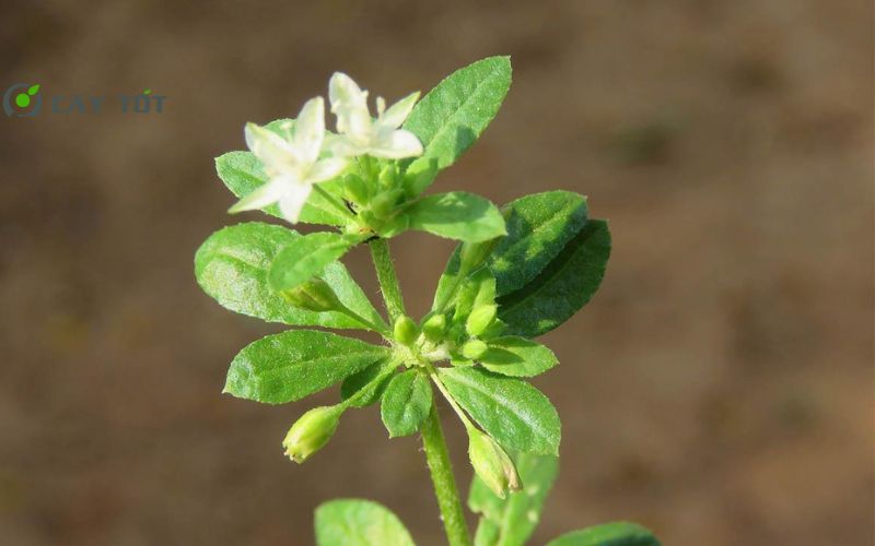 Hạt Giống Rau Đắng