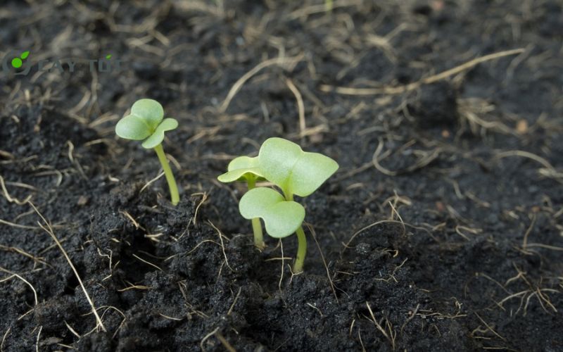 Hạt Giống Rau Lấp