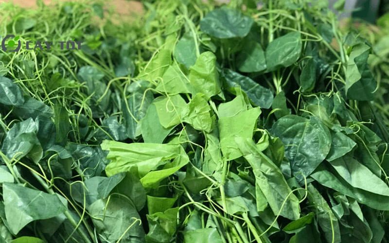 Hạt Giống Rau Rừng