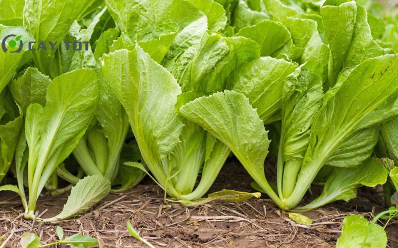Hạt Giống Cải Bẹ Dún Cao Sản