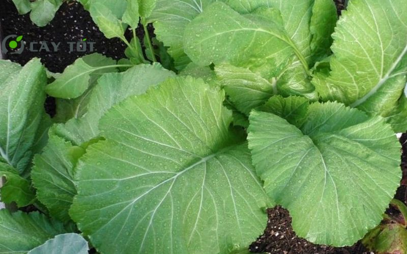 Hạt Giống Cải Bẹ Xanh Chịu Nhiệt