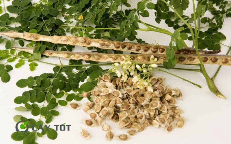 Hạt Giống Rau Chùm Ngây