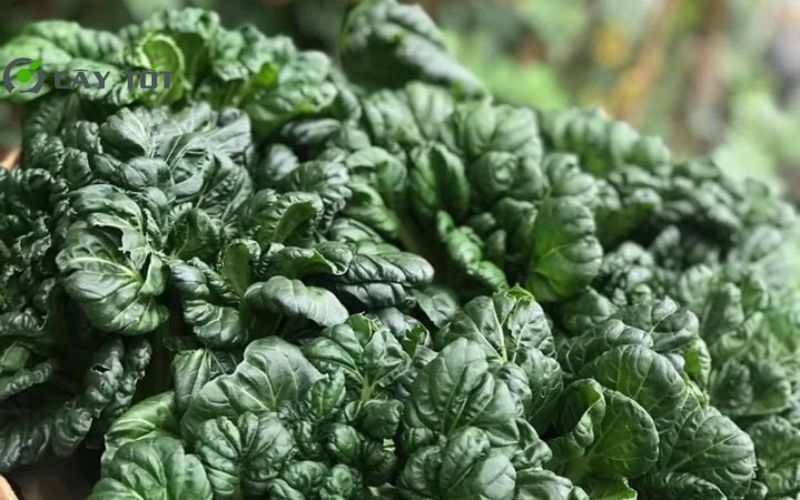 Hạt Giống Cải Bẹ Hoa Hồng