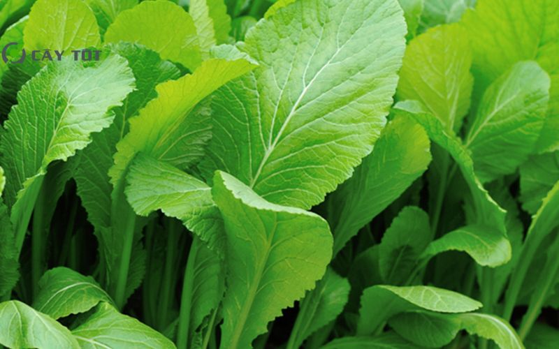 Hạt Giống Cải Bẹ Mỡ