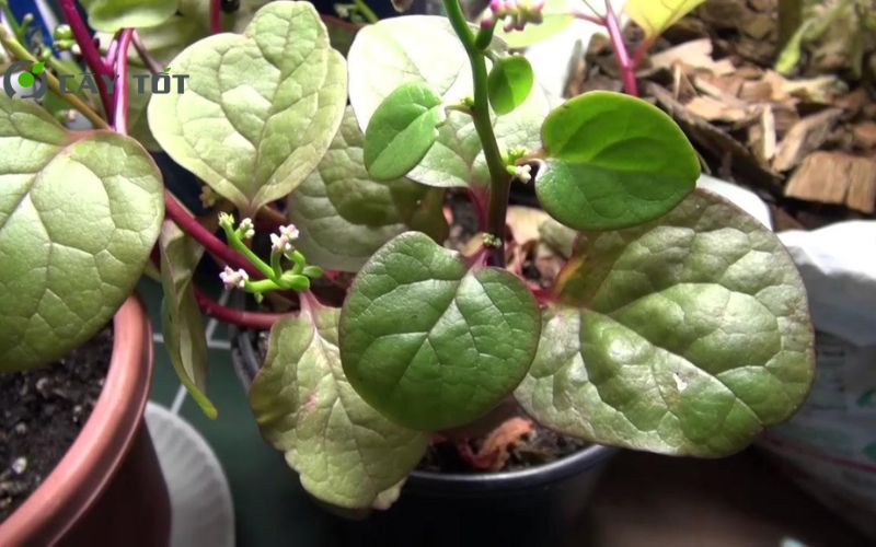 Hạt Giống Rau Mồng Tơi Tím