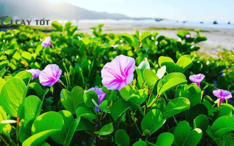 Hạt Giống Rau Muống Tím