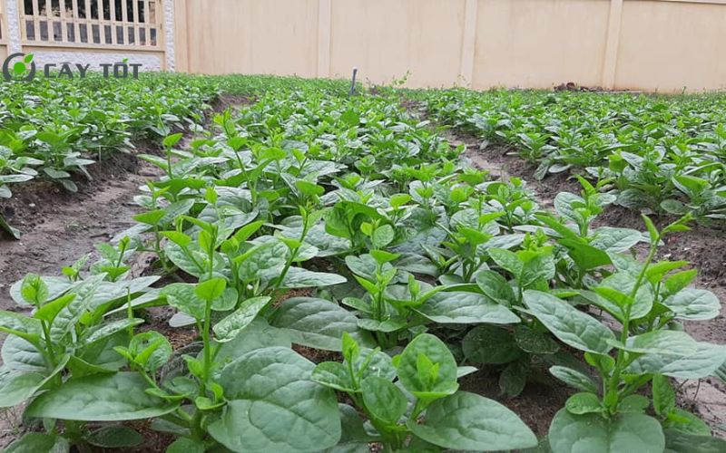 Hạt Giống Rau Mồng Tơi Nhật