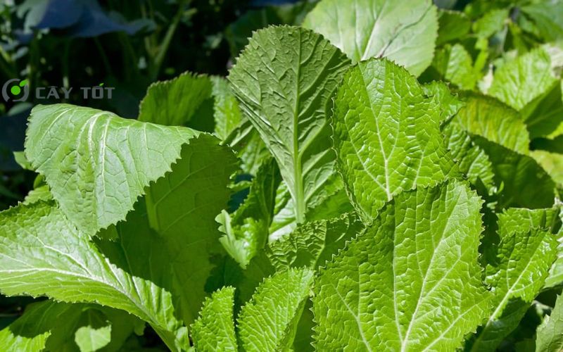 Hạt Giống Rau Cải Mơ