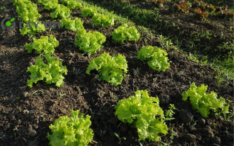 Hạt Giống Rau Xà Lách Mini
