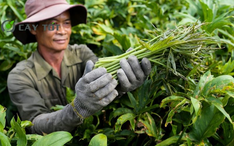 Hạt Giống Rau Móp