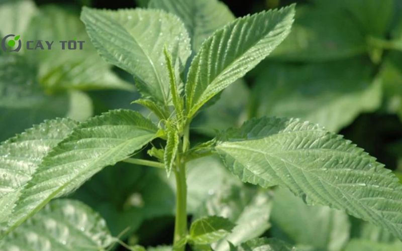 Hạt Giống Rau Đay Lá Nhỏ