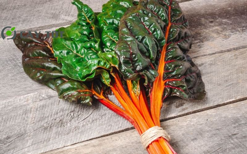 Hạt Giống Cải Cầu Vồng Tím