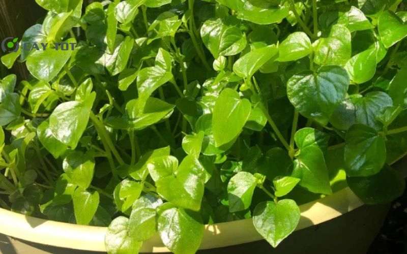 Hạt Giống Rau Càng Tôm Xanh