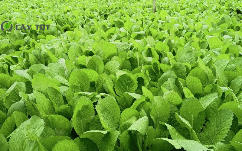 Hạt Giống Cải Bẹ Lá To