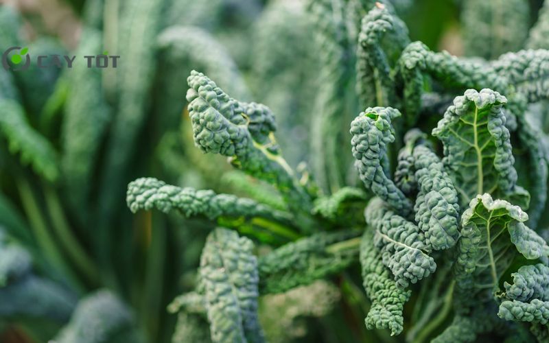 Hạt Giống Cải Xoăn Baby