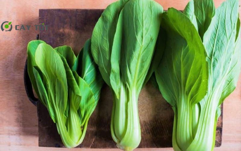 Hạt Giống Cải Ngọt Đài Loan