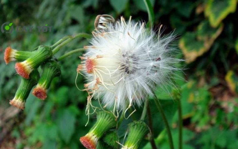 Hạt Giống Rau Tàu Bay