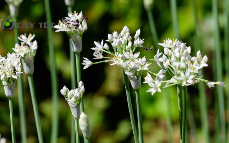 Hạt Giống Rau Hẹ Tây