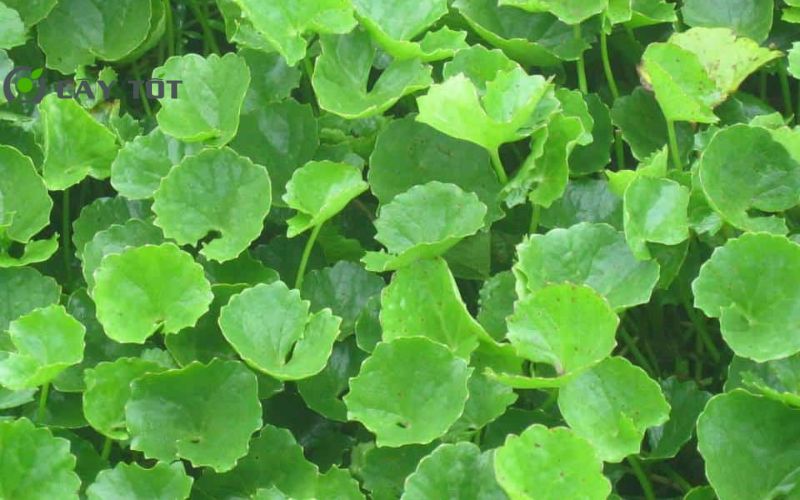 Hạt Giống Rau Má Dây