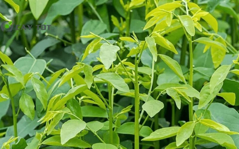 Hạt Giống Rau Ngót Cao Sản