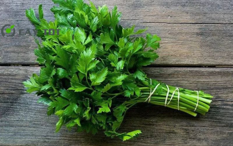 Hạt Giống Rau Cần Thơm