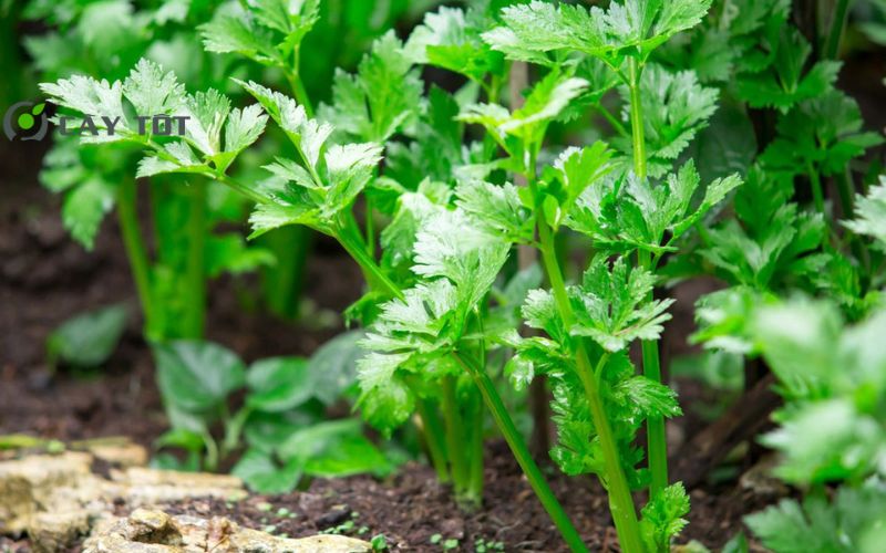 Hạt Giống Rau Cần Thái