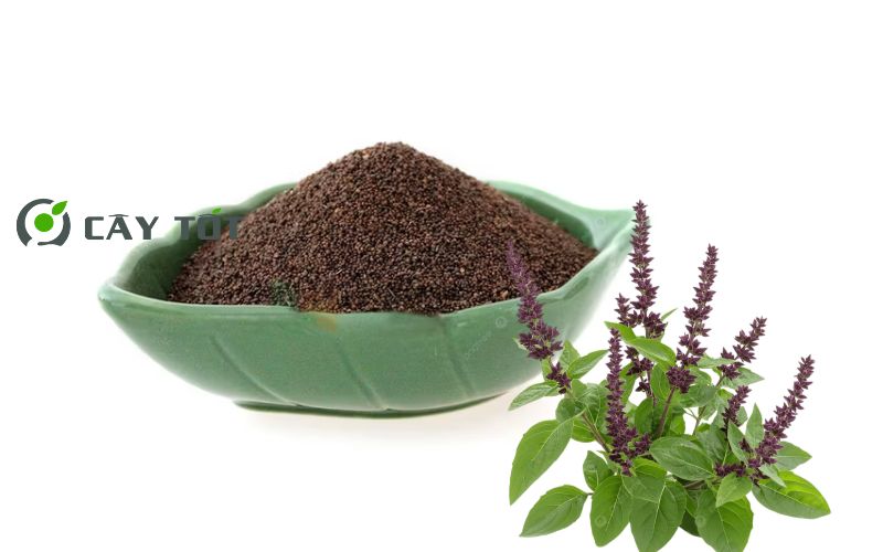 Hạt Giống Rau Thơm Quế Tím