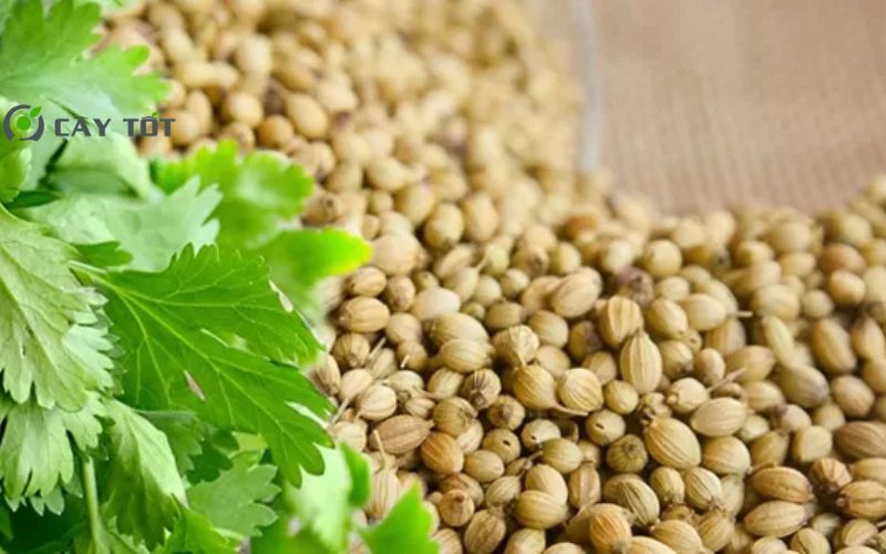 Hạt Giống Rau Mùi Ta