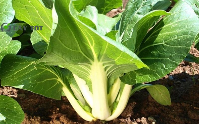 Hạt Giống Cải Bẹ Trắng F1