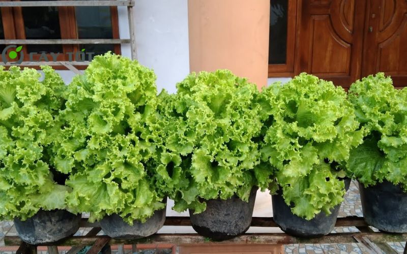 Hạt Giống Rau Xà Lách Đá