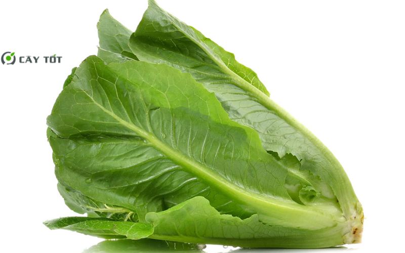 Hạt Giống Xà Lách Sừng