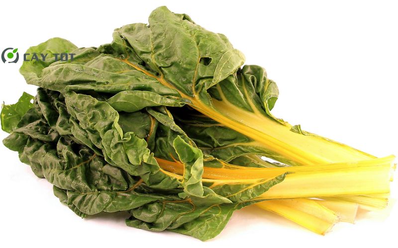 Hạt Giống Cải Cầu Vồng Vàng