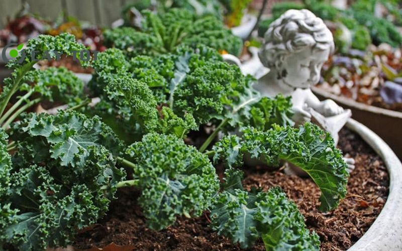 Hạt Giống Cải Xoăn Ý