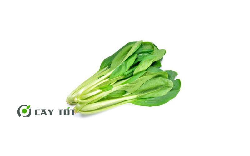 Hạt Giống Cải Lá Non