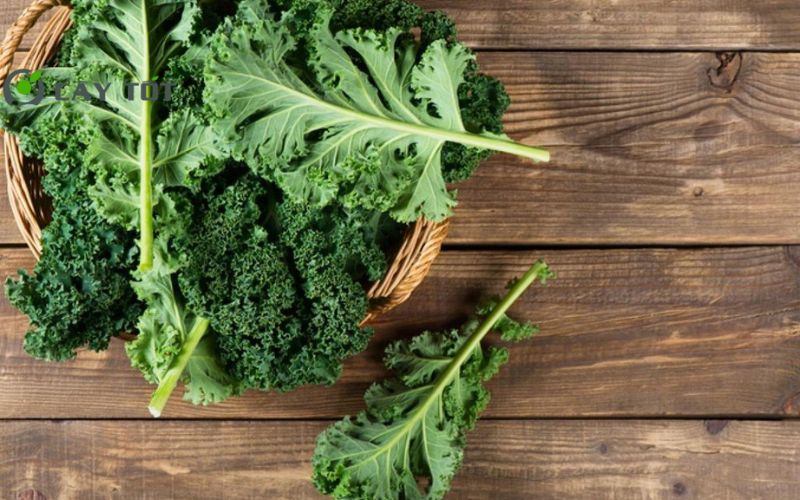 Hạt Giống Cải Xoăn Mỹ