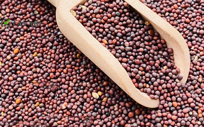 Hạt Giống Cải Bẹ Xoăn