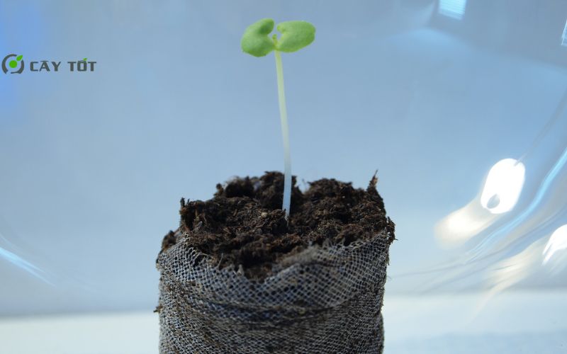 Hạt Giống Rau Cải Xanh Baby